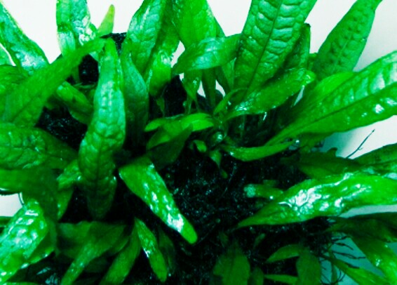 水草を買う前の基礎知識と種類 水中葉 水上葉 ヌマエビ兄さんのアクアリウム