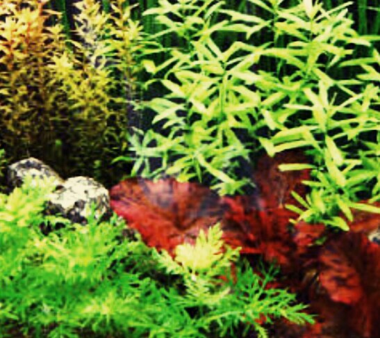 ヌマエビ 熱帯魚 メダカ飼育に人気の水草一覧 種類 ヌマエビ兄さんのアクアリウム