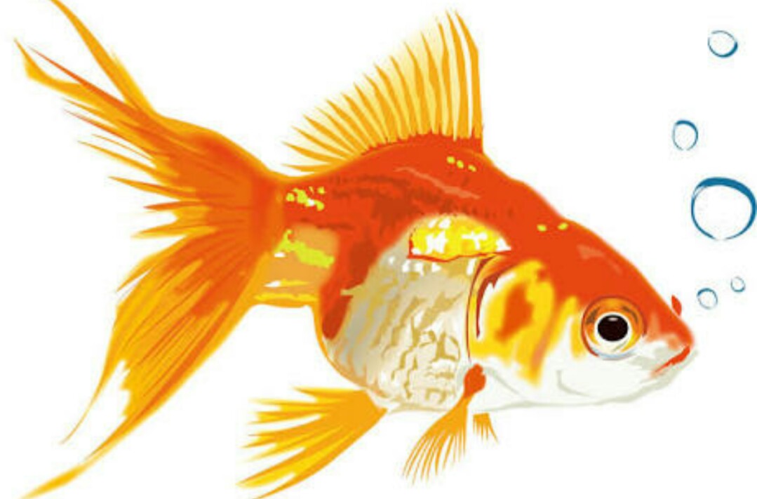 和金 琉金 らんちゅう飼育 金魚の飼育方法と注意点 ヌマエビ兄さんのアクアリウム