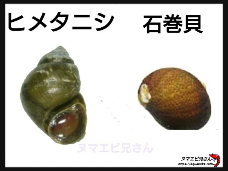 タニシの種類とは 似ている貝との見分け方 画像付きで解説 ヌマエビ兄さんのアクアリウム
