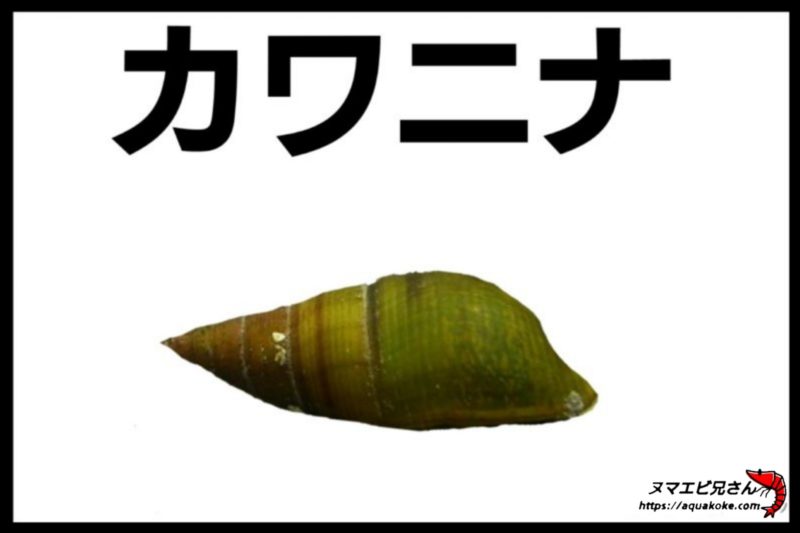 タニシの種類とは 似ている貝との見分け方 画像付きで解説 ヌマエビ兄さんのアクアリウム