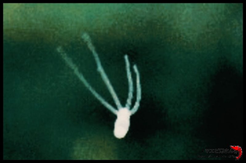 水槽内やソイルに発生する害虫の正体と駆除 対策 方法 写真解説 ヌマエビ兄さんのアクアリウム