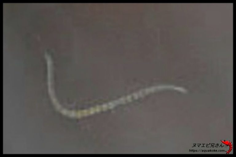 水槽内やソイルに発生する害虫の正体と駆除(対策)方法【写真解説】 | ヌマエビ兄さんのアクアリウム