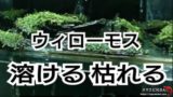 ウィローモスの増やし方 大量に繁殖させる２つのポイント ヌマエビ兄さんのアクアリウム