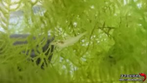 ミナミヌマエビの稚エビ 繁殖のポイント 排卵個体を増やす ヌマエビ兄さんのアクアリウム