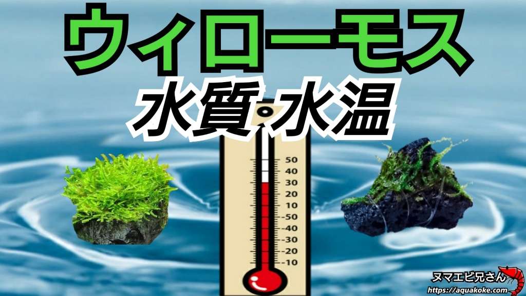 ウィローモスの水温と水質はコチラ 最適な環境で綺麗に伸ばす ヌマエビ兄さんのアクアリウム