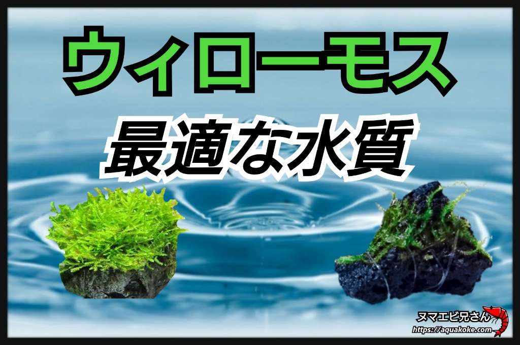 ウィローモスの水温と水質はコチラ 最適な環境で綺麗に伸ばす ヌマエビ兄さんのアクアリウム