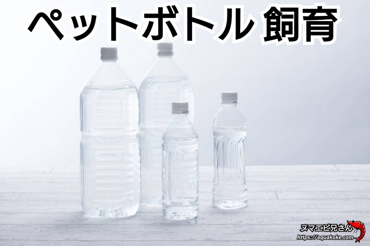 ウィローモスの増やし方 大量に繁殖させる２つのポイント ヌマエビ兄さんのアクアリウム