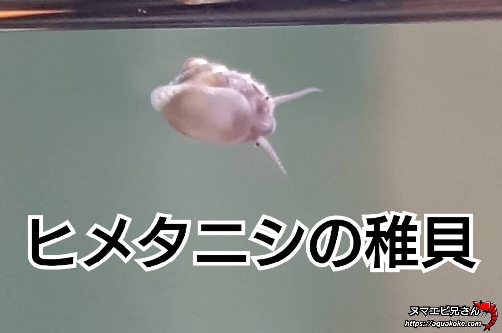 ヒメタニシの繁殖力とは 稚貝が増えすぎ ネットの情報が違う理由 ヌマエビ兄さんのアクアリウム