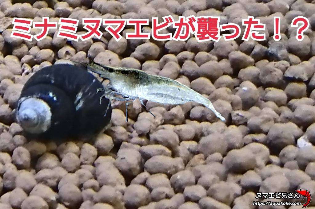 ミナミヌマエビとヒメタニシの混泳の相性 コケ取り生体 ヌマエビ兄さんのアクアリウム